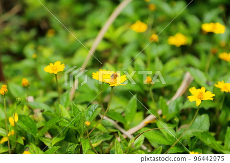 蜜蜂從養蜂場附近的花朵中採集花蜜 蜜蜂從養蜂場附近的花朵中採集花蜜 96442975