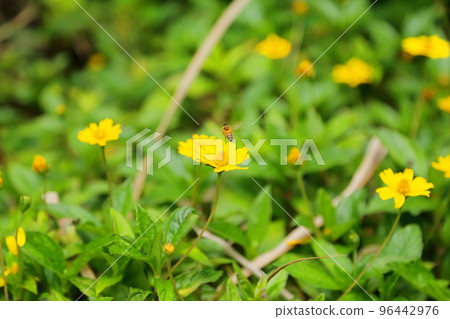 蜜蜂從養蜂場附近的花朵中採集花蜜 蜜蜂從養蜂場附近的花朵中採集花蜜 96442976
