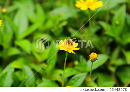 蜜蜂從養蜂場附近的花朵中採集花蜜 96442978