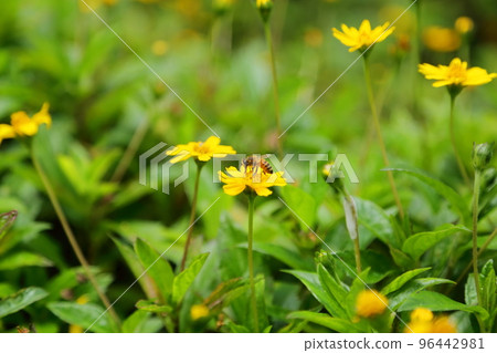 蜜蜂從養蜂場附近的花朵中採集花蜜 蜜蜂從養蜂場附近的花朵中採集花蜜 96442981