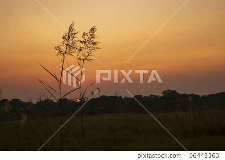 Sunset over the Kans grass or Saccharum spontaneum flowers landscape view Sunset over the Kans grass or Saccharum spontaneum flowers landscape view 96443363