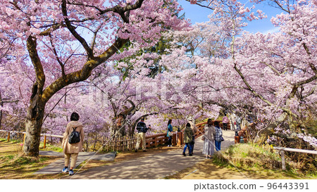 Takato Castle Ruins Park (Spring) 96443391