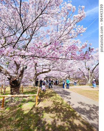 Takato Castle Ruins Park (Spring) 96443399
