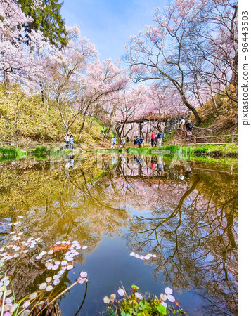 Takato Castle Ruins Park (Spring) 96443503