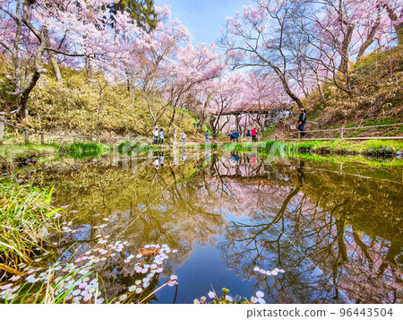 Takato Castle Ruins Park (Spring) 96443504