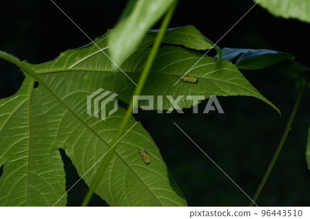 Blacktip leafhopper hiding behind a leaf (Saitama/October) 96443510