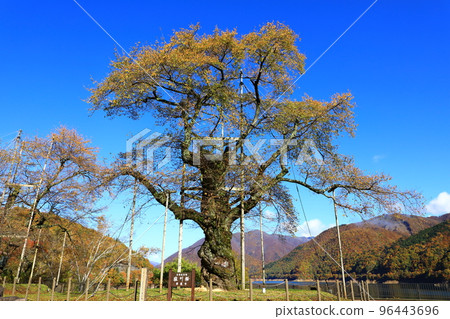 Autumn scenery of Shogawa River 96443696