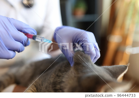 Woman veterinarian making injection to grey cat Woman veterinarian making injection to grey cat 96444733
