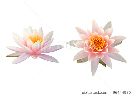 Beautiful pink Lotus flower isolated on white background. Beautiful pink Lotus flower isolated on white background. 96444980