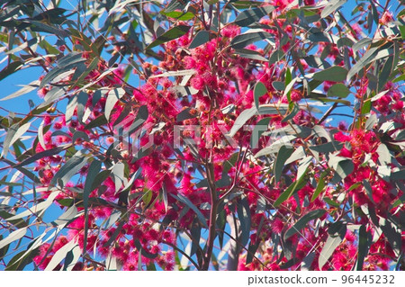 red flowers of eucalyptus tree 96445232