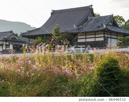 秋天的櫻花盛開在田野和寺廟的風景中 96446532