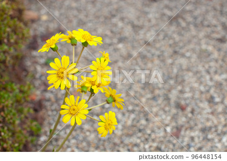 黃色山茶花 96448154