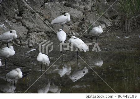 Black-faced spoonbill (Okinawa) 96448199