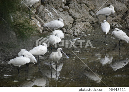 Black-faced spoonbill (Okinawa) Black-faced spoonbill (Okinawa) 96448211