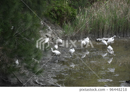 黑臉琵鷺（沖繩） 96448218
