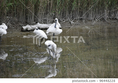 Black-faced spoonbill (Okinawa) Black-faced spoonbill (Okinawa) 96448228