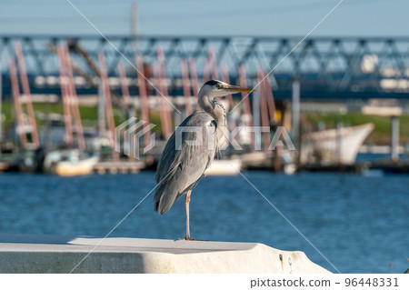 blue heron bird 96448331