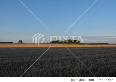 Rye field in sunset light under cloudy sky 96448362