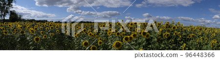 Ripe sunflower field in summertime morning 96448366