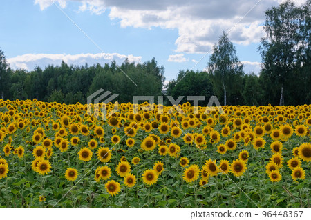 Ripe sunflower field in summertime morning 96448367