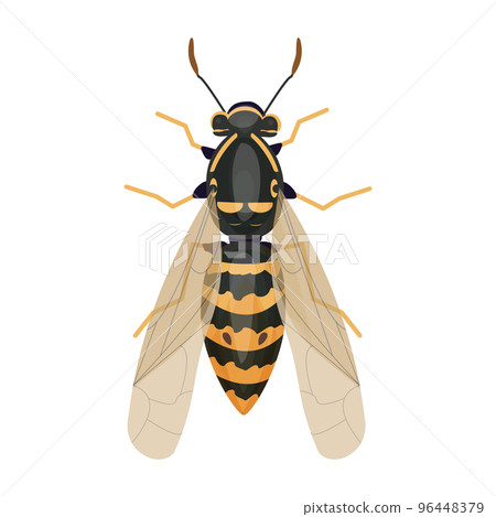 Wasp insect, bumble bee top view in cartoon... - Stock Illustration  [96448379] - PIXTA
