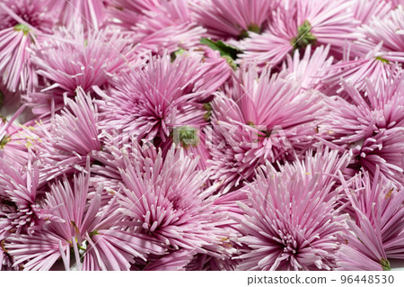Edible chrysanthemum (other than that) 96448530