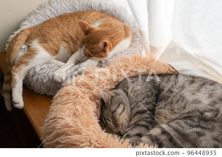 Two cats sleeping by the window Two cats sleeping by the window 96448935
