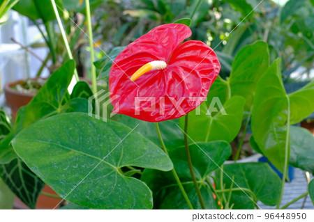 紅掌 紅掌 96448950