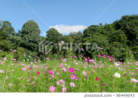Furuichi, Osaka Autumn Emperor Ojinkyo Burial Mound Outer Moat Outer Bank Furuichi, Osaka Autumn Emperor Ojinkyo Burial Mound Outer Moat Outer Bank 96449043