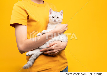 Woman hands holding a small white kitten with black stripes, of the Scottish fold breed 96449056