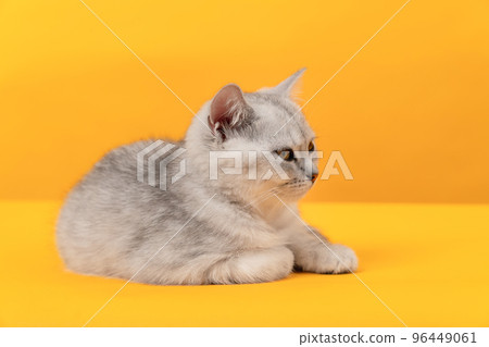 Small white kitten with black stripes, cat scottish fold breed on orange background. 96449061