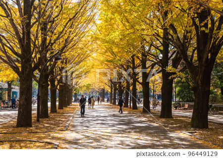 《Tokyo》Yellow Ginkgo Trees/Autumn Hikarigaoka Park 96449129