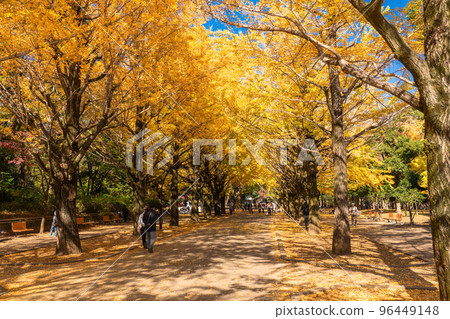 《Tokyo》Yellow Ginkgo Trees/Autumn Hikarigaoka Park 96449148