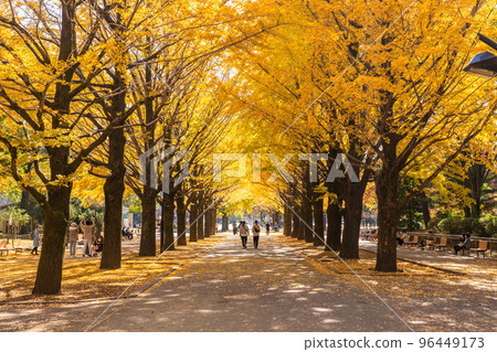 《Tokyo》Yellow Ginkgo Trees/Autumn Hikarigaoka Park 96449173