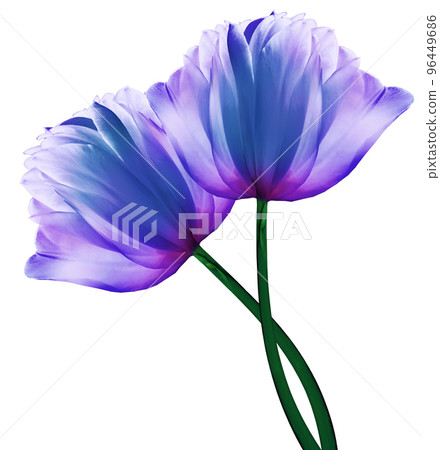 Blue and purple flowers tulips on a white  isolated background with clipping path. Close-up. Flowers on the stem. Nature. 96449686