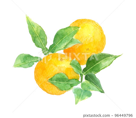 Illustration of Yuzu with leaves drawn by watercolor White back Illustration of Yuzu with leaves drawn by watercolor White back 96449796