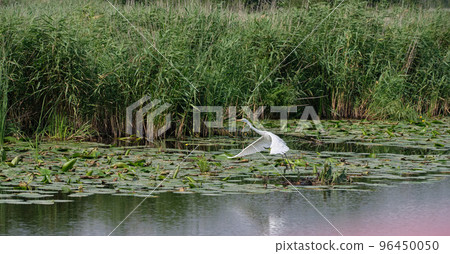 Great White Egret (Ardea alba) starting to fly 96450050