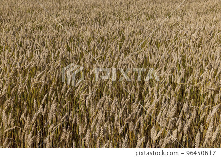 An agricultural field where wheat is grown 96450617