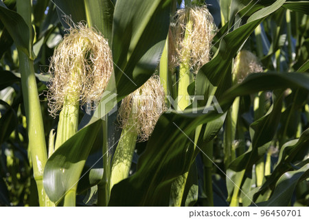 Green corn illuminated by sunlight Green corn illuminated by sunlight 96450701
