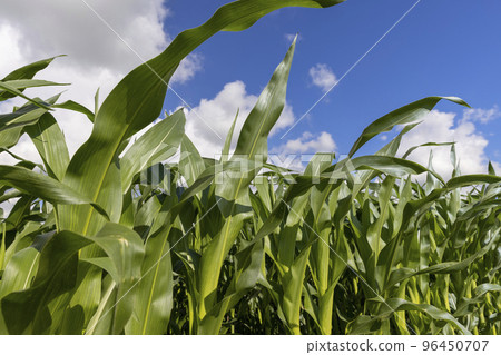 Green corn in a field in the sunny summer season 96450707