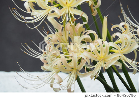 White bamboo shoots White bamboo shoots 96450790