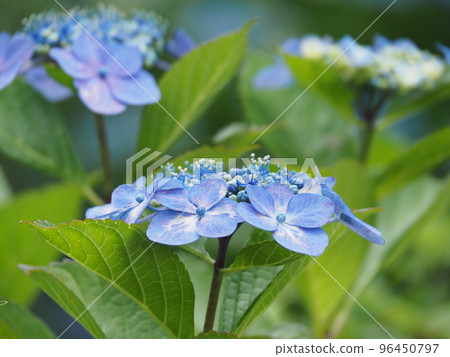  Gaku hydrangea 96450797