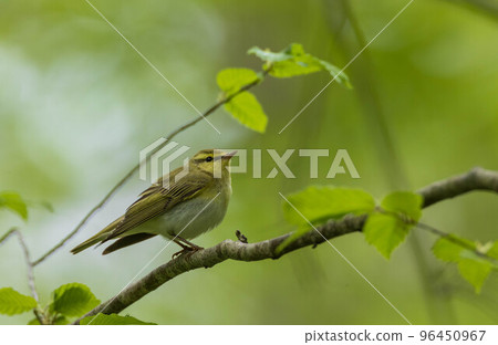 Singing Wood warbler (Rhadina sibilatrix) in spring Singing Wood warbler (Rhadina sibilatrix) in spring 96450967