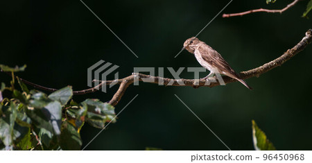 Spotted Flycatcher (Muscicapa striata) on branch 96450968