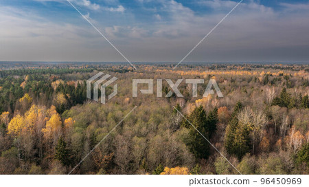 Polish part of Bialowieza Forest to east from Hajnowka Polish part of Bialowieza Forest to east from Hajnowka 96450969