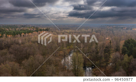 Polish part of Bialowieza Forest to south from Hajnowka  96450977