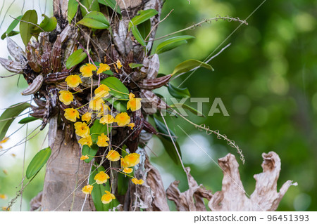 Dendrobium chrysotoxum Lindl. 96451393