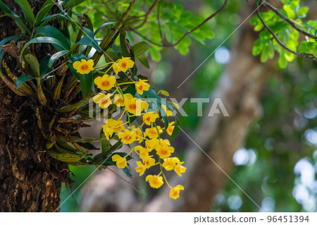 Dendrobium chrysotoxum Lindl. 96451394
