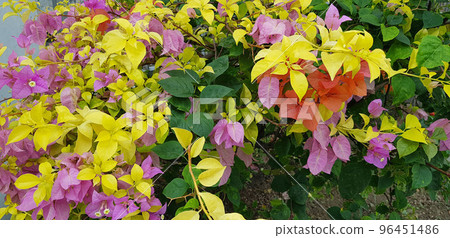 Bougenville flowers also called paper flowers because the texture of the flower is very thin, almost like paper. Three colors of bougenville flower Bougenville flowers also called paper flowers because the texture of the flower is very thin, almost like paper. Three colors of bougenville flower 96451486