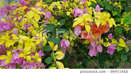 Bougenville flowers also called paper flowers because the texture of the flower is very thin, almost like paper. Three colors of bougenville flower Bougenville flowers also called paper flowers because the texture of the flower is very thin, almost like paper. Three colors of bougenville flower 96451488